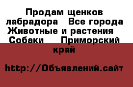 Продам щенков лабрадора - Все города Животные и растения » Собаки   . Приморский край